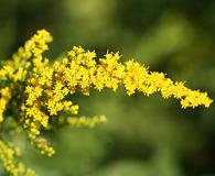 Solidago rugosa