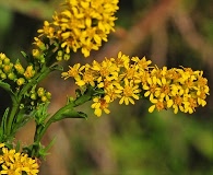 Solidago sempervirens