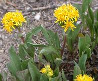 Solidago simplex