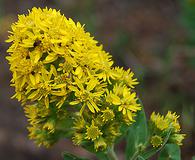 Solidago wrightii