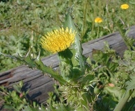 Sonchus asper