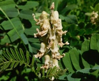 Sophora leachiana