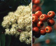 Sorbus decora