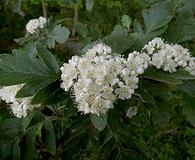 Sorbus hybrida