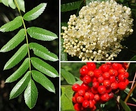 Sorbus scopulina