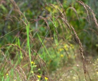 Sorghastrum elliottii