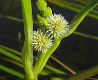 Sparganium americanum