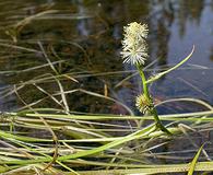 Sparganium angustifolium