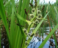 Sparganium erectum