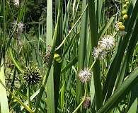 Sparganium eurycarpum