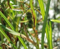 Sparganium glomeratum