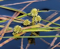 Sparganium hyperboreum