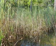 Spartina spartinae