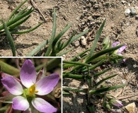 Spergularia marina