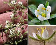 Spergularia villosa