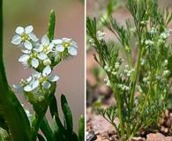 Spermolepis lateriflora