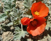 Sphaeralcea caespitosa