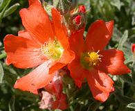 Sphaeralcea coccinea