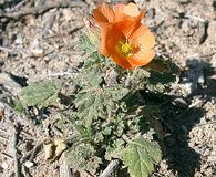 Sphaeralcea coulteri