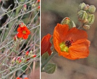 Sphaeralcea digitata