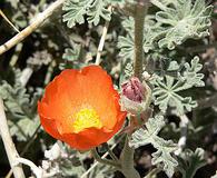 Sphaeralcea grossulariifolia