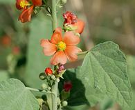 Sphaeralcea incana