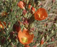 Sphaeralcea leptophylla