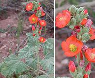 Sphaeralcea parvifolia