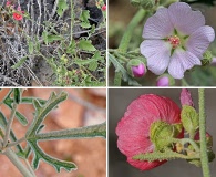 Sphaeralcea wrightii