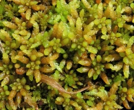 Sphagnum affine