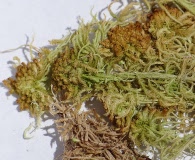 Sphagnum angustifolium