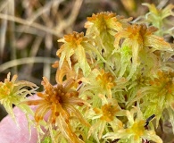 Sphagnum balticum