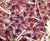 Sphagnum capillifolium