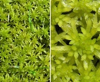 Sphagnum flexuosum