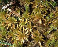 Sphagnum lescurii