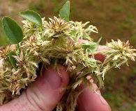 Sphagnum lindbergii