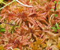 Sphagnum magellanicum