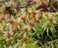 Sphagnum palustre