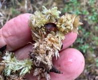 Sphagnum perichaetiale
