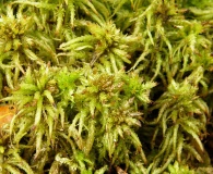 Sphagnum recurvum