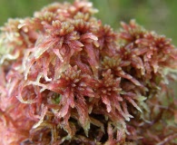 Sphagnum rubellum