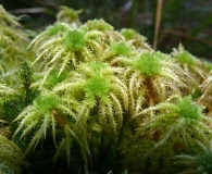 Sphagnum squarrosum