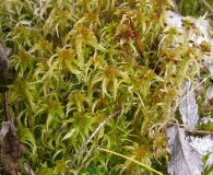 Sphagnum subsecundum