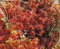 Sphagnum warnstorfii