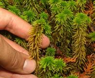 Sphagnum wulfianum