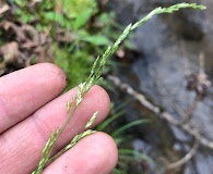 Sphenopholis nitida