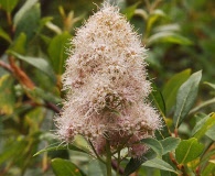 Spiraea X hitchcockii