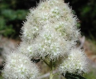 Spiraea X pyramidata