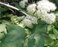 Spiraea betulifolia