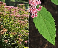 Spiraea japonica